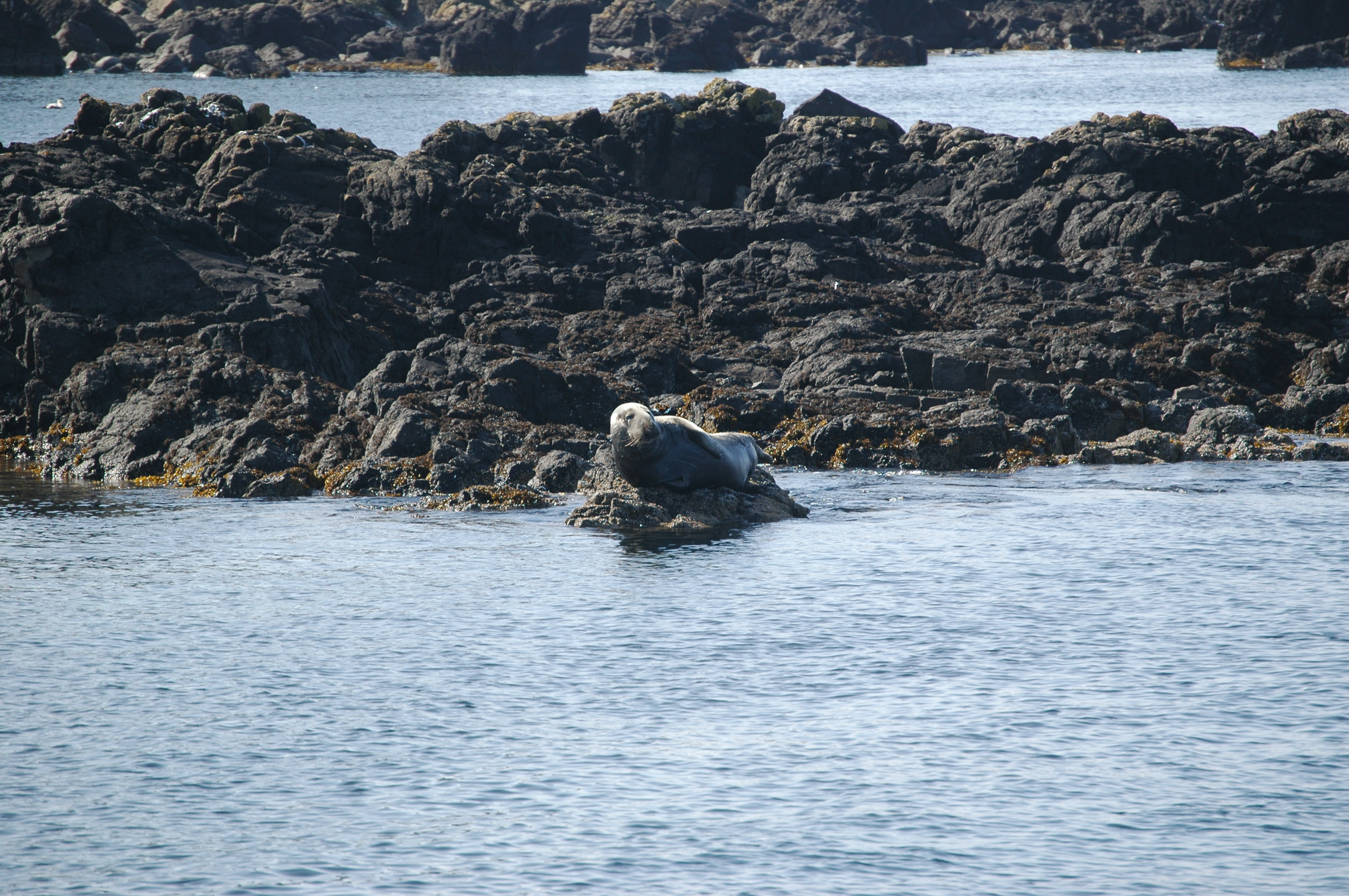 photos/wildlife/Mammal_Species/Common_Seal/Scotland 2008 1656.JPG